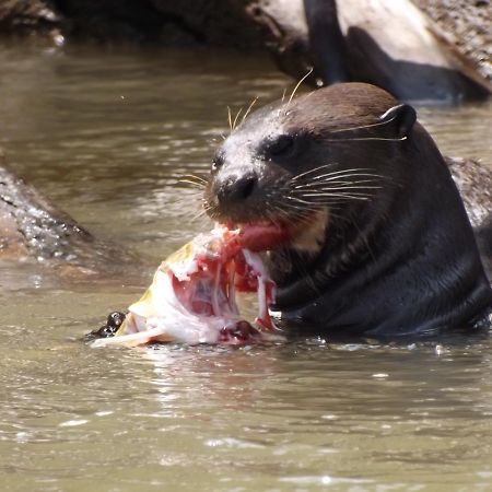 Pousada Reserva Ecologica Jaguar Poconé Eksteriør bilde