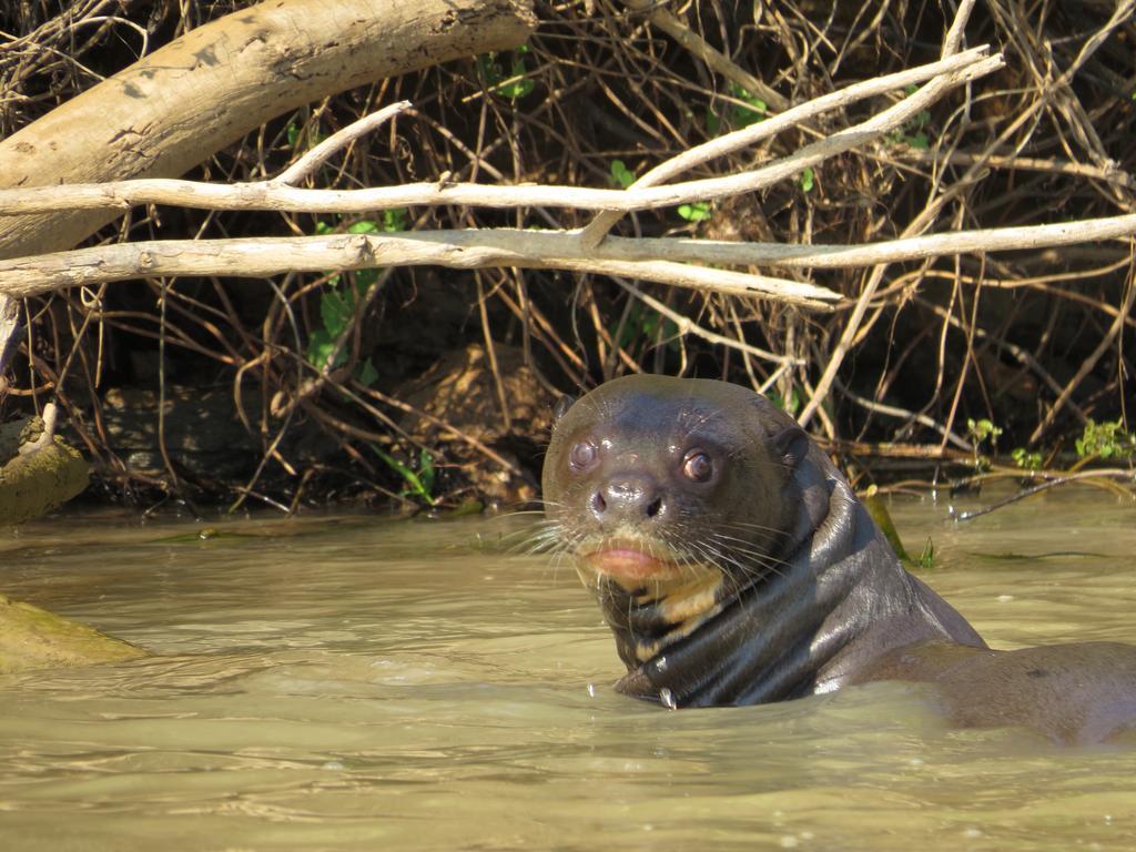 Pousada Reserva Ecologica Jaguar Poconé Eksteriør bilde