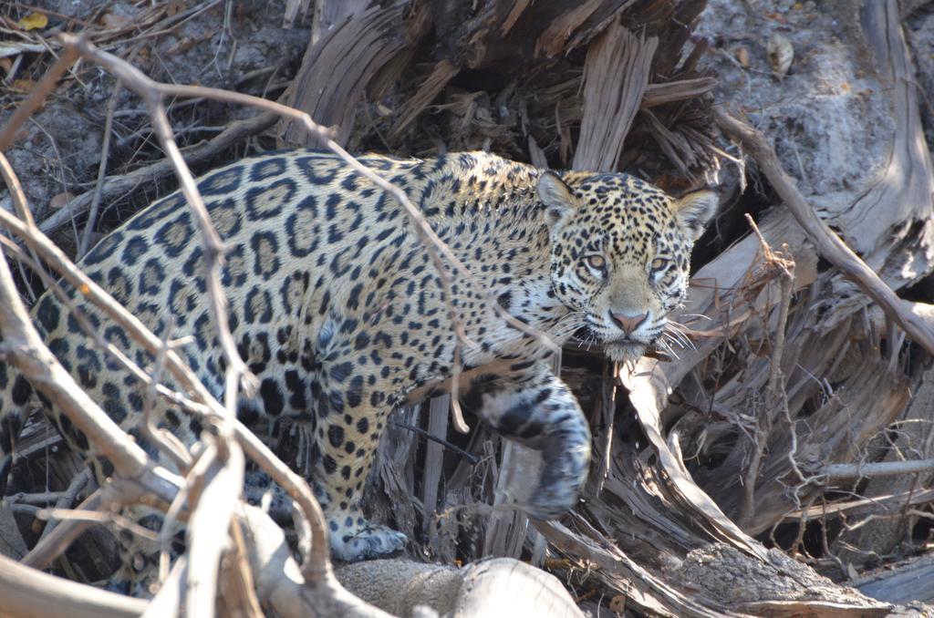 Pousada Reserva Ecologica Jaguar Poconé Eksteriør bilde