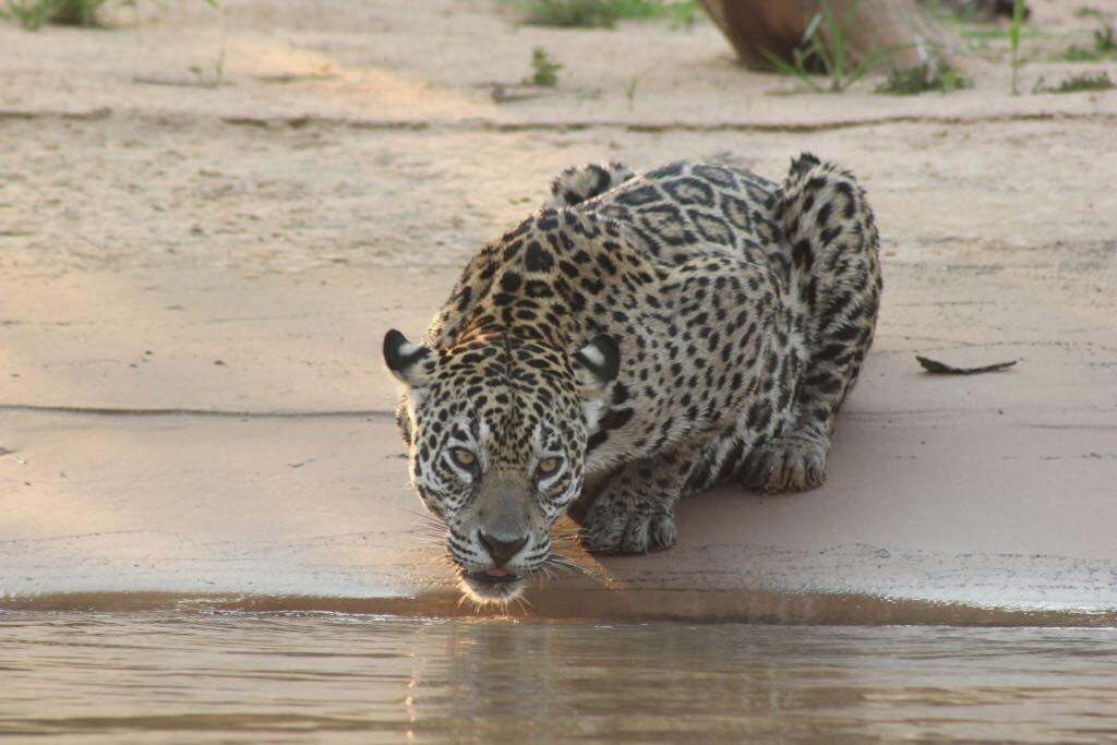 Pousada Reserva Ecologica Jaguar Poconé Eksteriør bilde