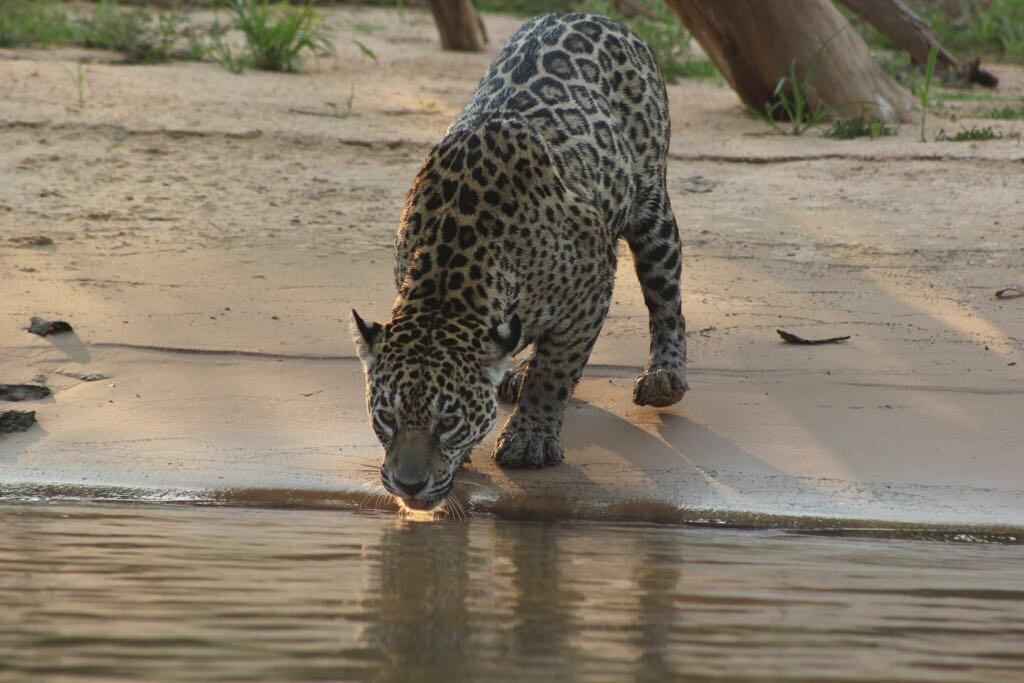 Pousada Reserva Ecologica Jaguar Poconé Eksteriør bilde