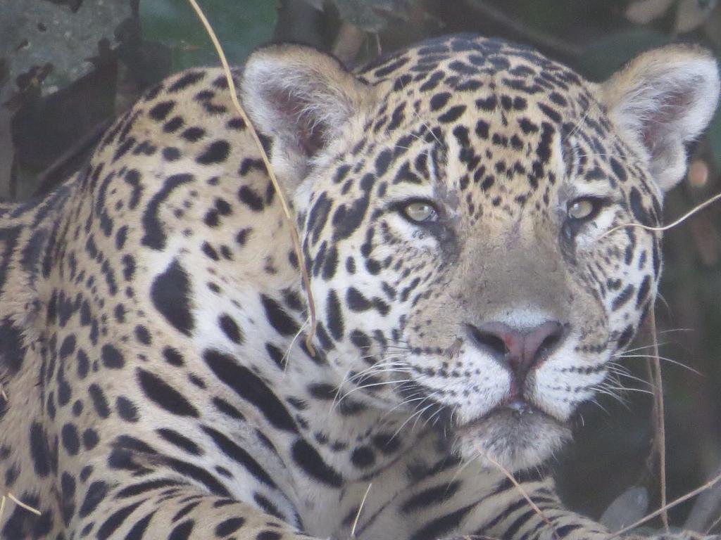 Pousada Reserva Ecologica Jaguar Poconé Eksteriør bilde