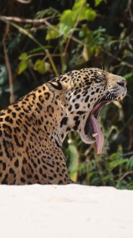 Pousada Reserva Ecologica Jaguar Poconé Eksteriør bilde
