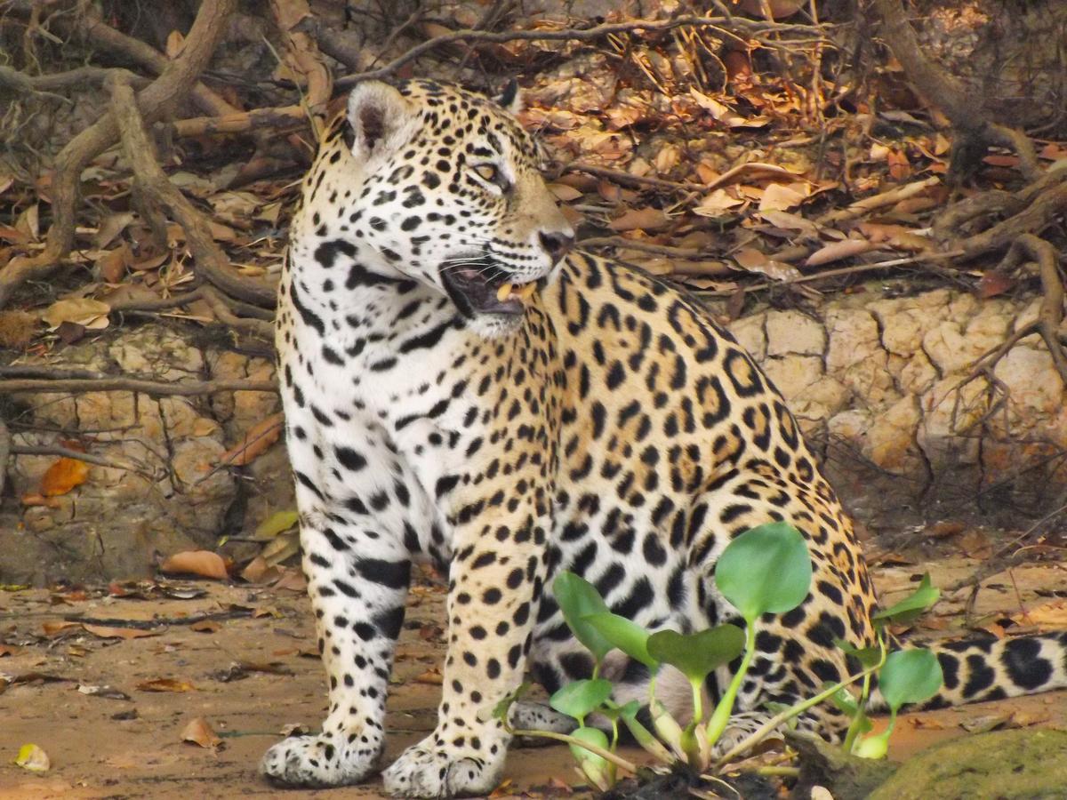 Pousada Reserva Ecologica Jaguar Poconé Eksteriør bilde